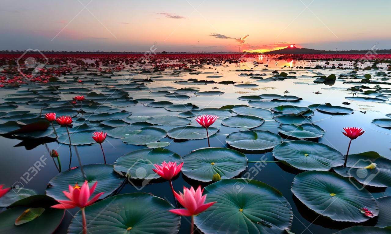 O mar de lótus vermelho, Lago Nong Harn, província de Udon Thani, Tailândia
