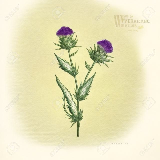 Hand drawn wild hay flower. Milk marian thistle. Medical herb. Vintage engraved art. Botanical illustration. Good for cosmetics, medicine, treating, aromatherapy, nursing, package design field bouquet