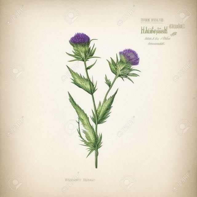 Hand drawn wild hay flower. Milk marian thistle. Medical herb. Vintage engraved art. Botanical illustration. Good for cosmetics, medicine, treating, aromatherapy, nursing, package design field bouquet