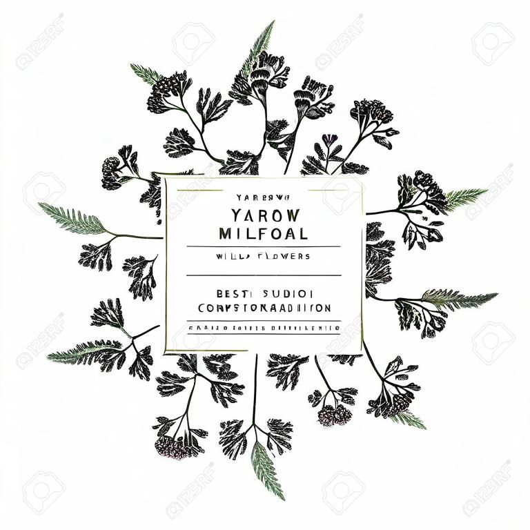 Hand drawn wild hay flowers. Yarrow milfoil weed. Medical herb. Colored engraved art. Round wreath composition. For cosmetics, medicine, treating, aromatherapy, nursing, package design health care