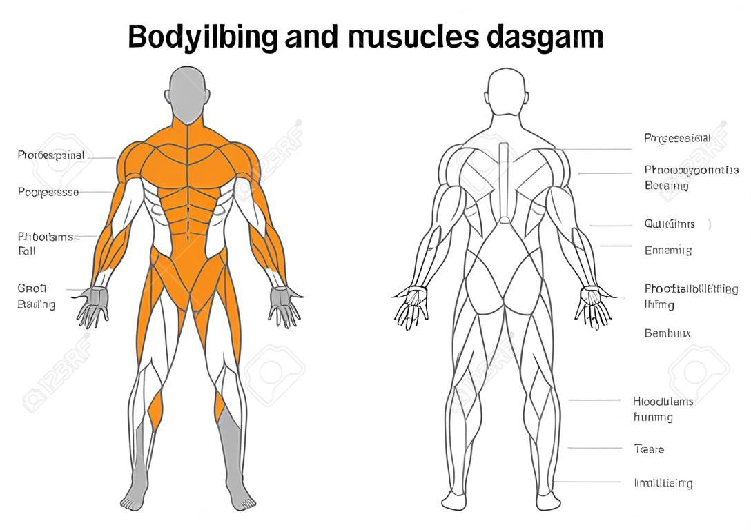 Diagramma dei muscoli del corpo umano in tutta la lunghezza anteriore e posteriore. Illustrazione su bodybuilding e anatomia.