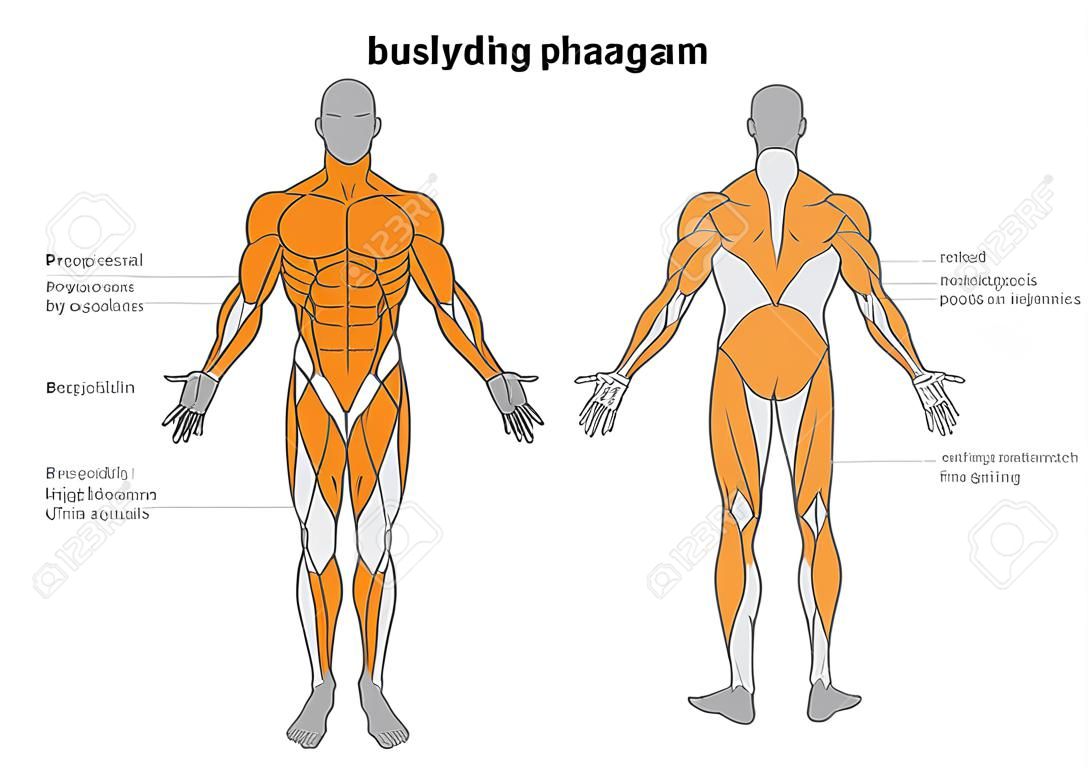 Human body Muscles Diagram in Full Length front and Back side. Illustration about bodybuilding and Anatomy.
