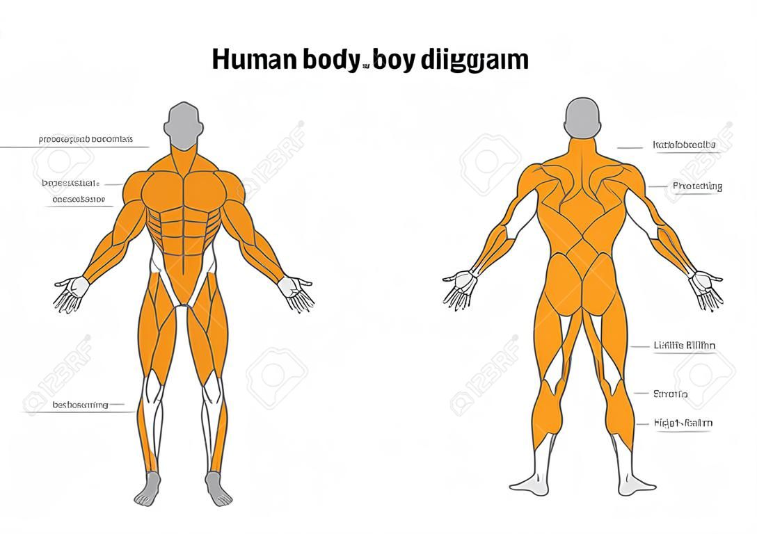 Diagramma dei muscoli del corpo umano in tutta la lunghezza anteriore e posteriore. Illustrazione su bodybuilding e anatomia.