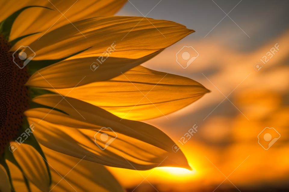 Close-up von Sonnenblumen Sonnenuntergang über Himmel