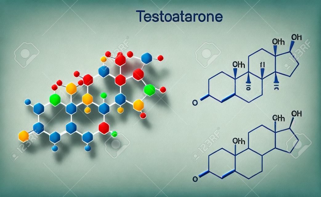 Formules chimiques développées et le modèle de molécule de testostérone, 2D et 3D Illustration