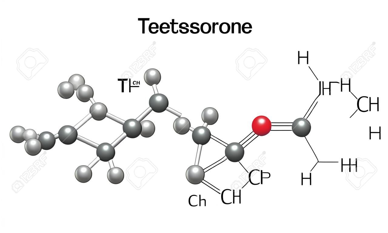 Formules chimiques développées et le modèle de molécule de testostérone, 2D et 3D Illustration