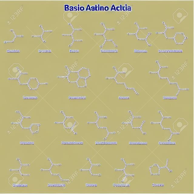 Las estructuras esqueléticas de básica amino ácidos, 2d, vector