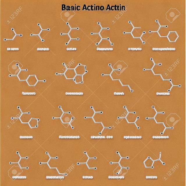 Las estructuras esqueléticas de básica amino ácidos, 2d, vector