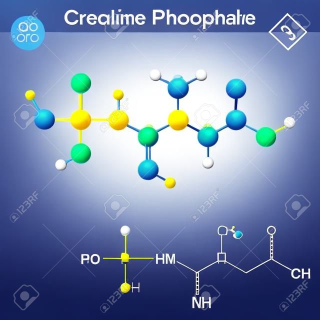 Molécula de fosfocreatina, estrutura de fosfato de creatina, vetor 2d e 3d