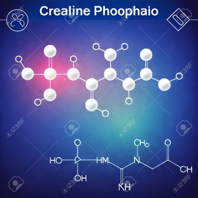 Cząsteczka fosfokreatyny, kreatyna struktura fosforan, 2d i 3d wektor