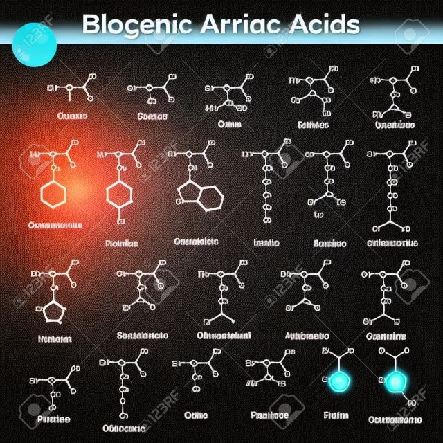 Biogenic amino acids, structural molecular formulas, 2d chemical vector on white background.