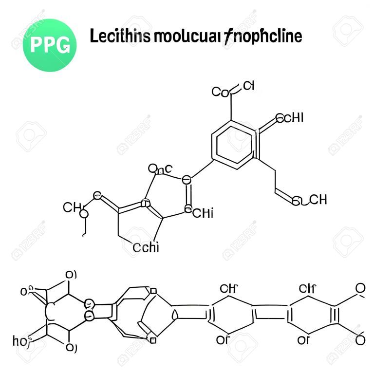 Lecithine moleculaire structuur, chemische formules van lipiden, fosfatidylcholine molecule geïsoleerd op witte achtergrond, 2d vector,
