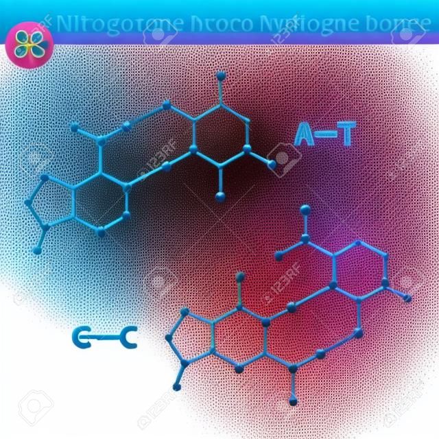Zasad azotowych struktur molekularnych i wiązań wodorowych między nimi, adenina, tymina, guanina, cytozyna - części cząsteczki DNA, naukowe 2d ilustracji wektorowych, samodzielnie na białym tle