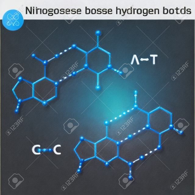 Stikstofbases moleculaire structuren en waterstof verbindingen tussen hen, adenine, thymine, guanine, cytosine moleculen - DNA-onderdelen, wetenschappelijke 2d vector illustratie, geïsoleerd op witte achtergrond