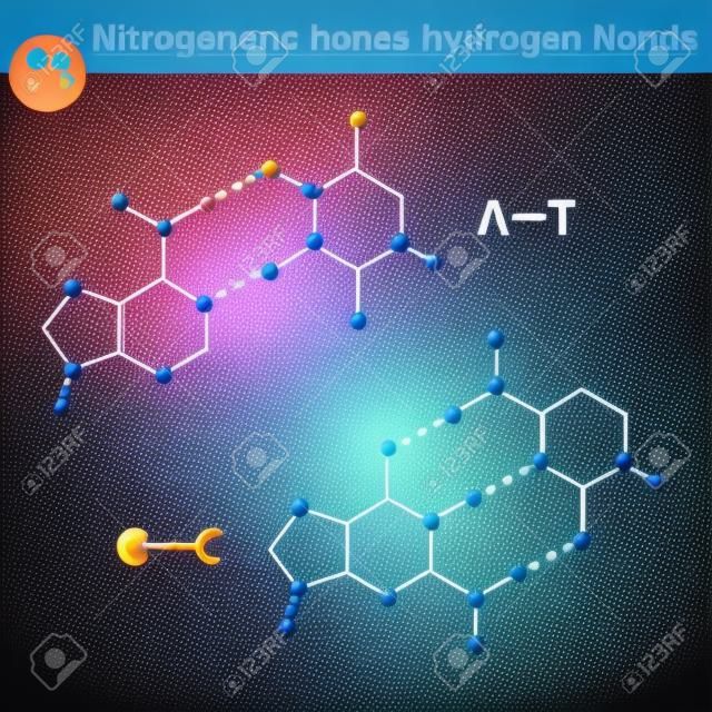 Zasad azotowych struktur molekularnych i wiązań wodorowych między nimi, adenina, tymina, guanina, cytozyna - części cząsteczki DNA, naukowe 2d ilustracji wektorowych, samodzielnie na białym tle