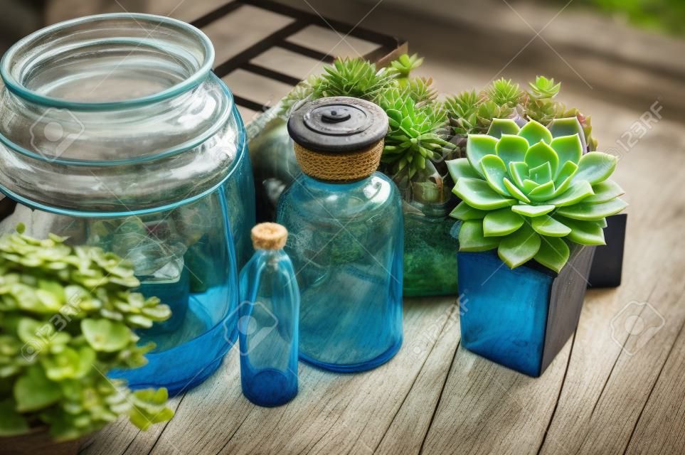 Rośliny domowe, zielone Sukulenty, stare drewniane pudełko i niebieski zabytkowe butelki ze szkła na desce, ogrodach przydomowych i styl rustykalny. Dekoracja