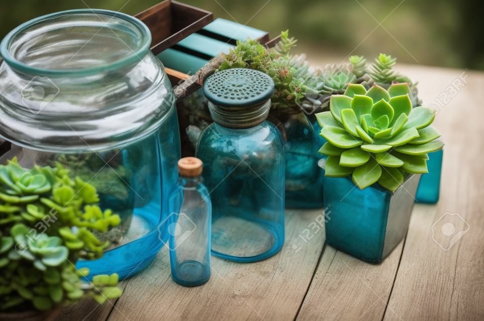 House plants, green succulents, old wooden box and blue vintage glass bottles on a wooden board, home gardening and decorating rustic style.