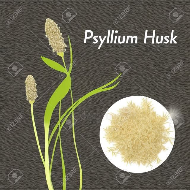 Ilustración de vector de flor de planta de cáscara de psyllium. Espesante de alimentos, Sanador intestinal, fibra, alimentos saludables.