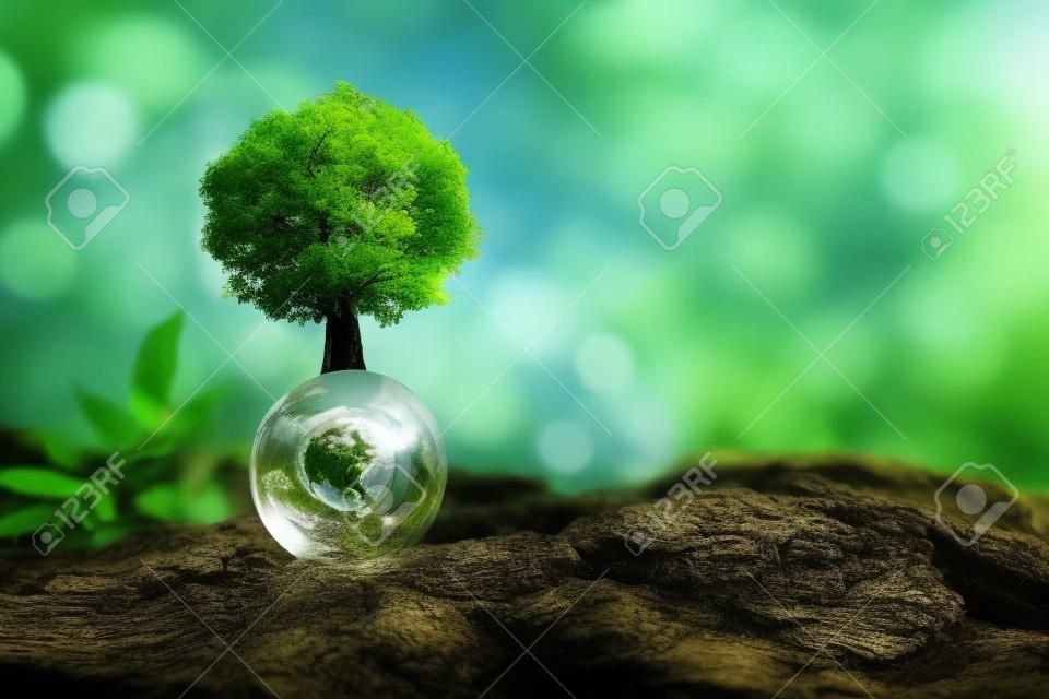 tree growth on globe glass in nature. concept eco earth day