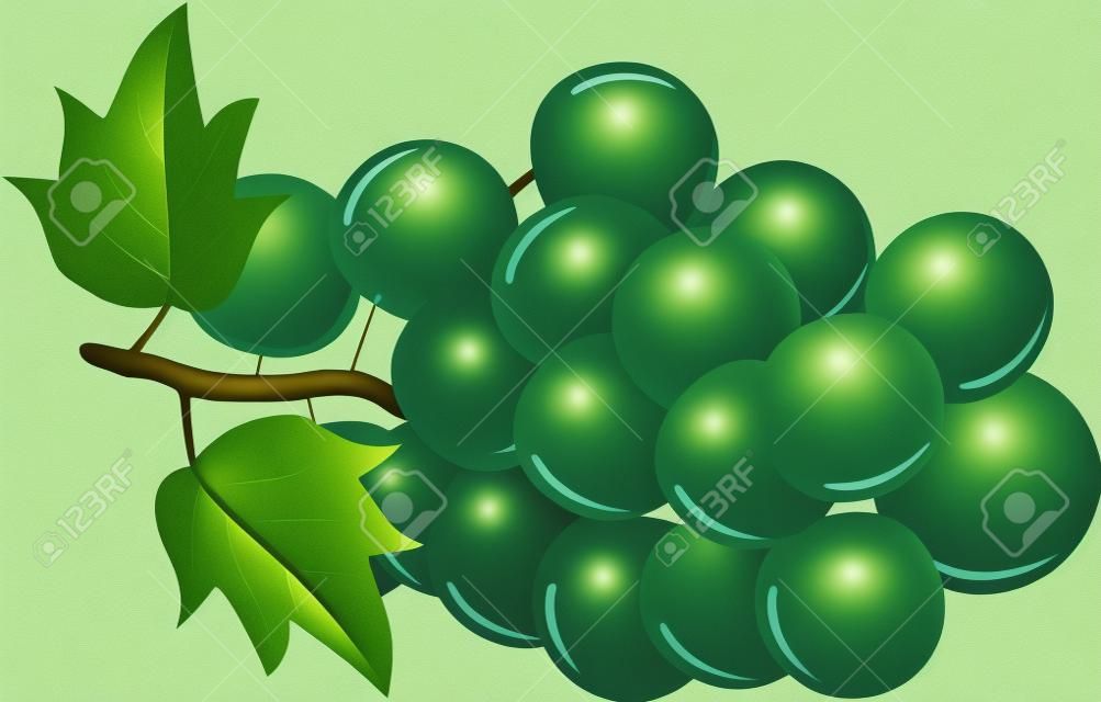 illustrazione di uva verde, isolato su sfondo bianco