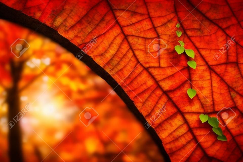 Heart shaped leaves on a brick wall with autumn tree in the background