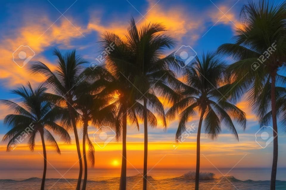 Palmeiras em Ocean beach ao nascer do sol em Florida Keys