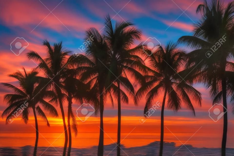 Palm trees in Ocean beach at sunrise in Florida Keys