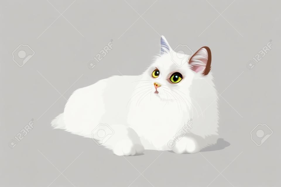 흰색 배경에 페르시아 고양이, 절연