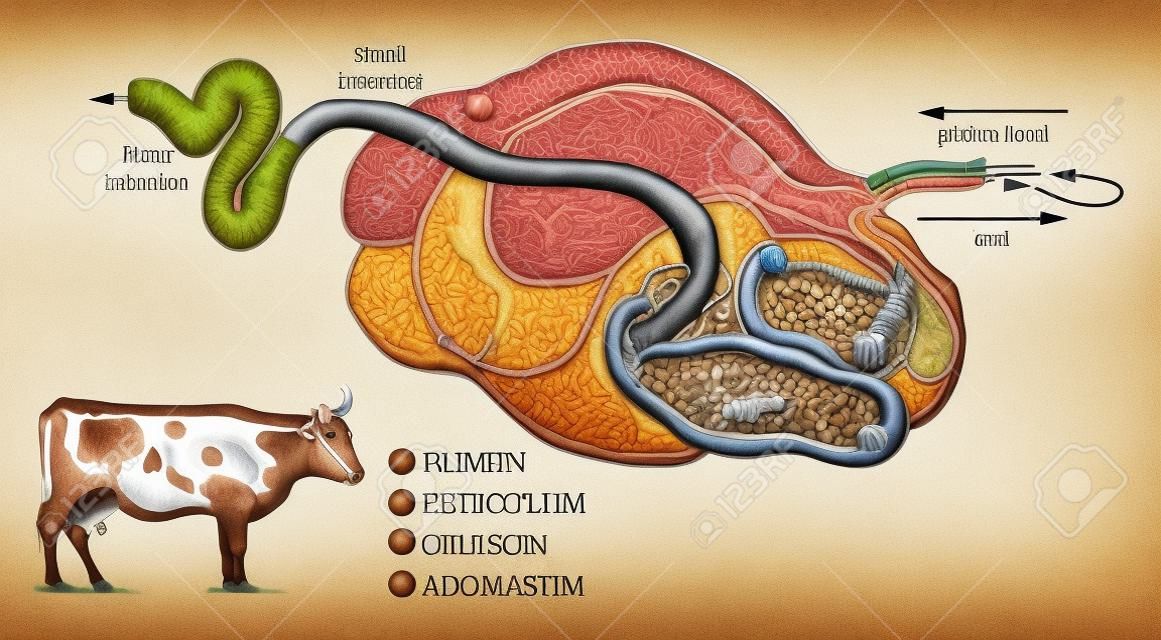 Ilustración del sistema digestivo de la vaca