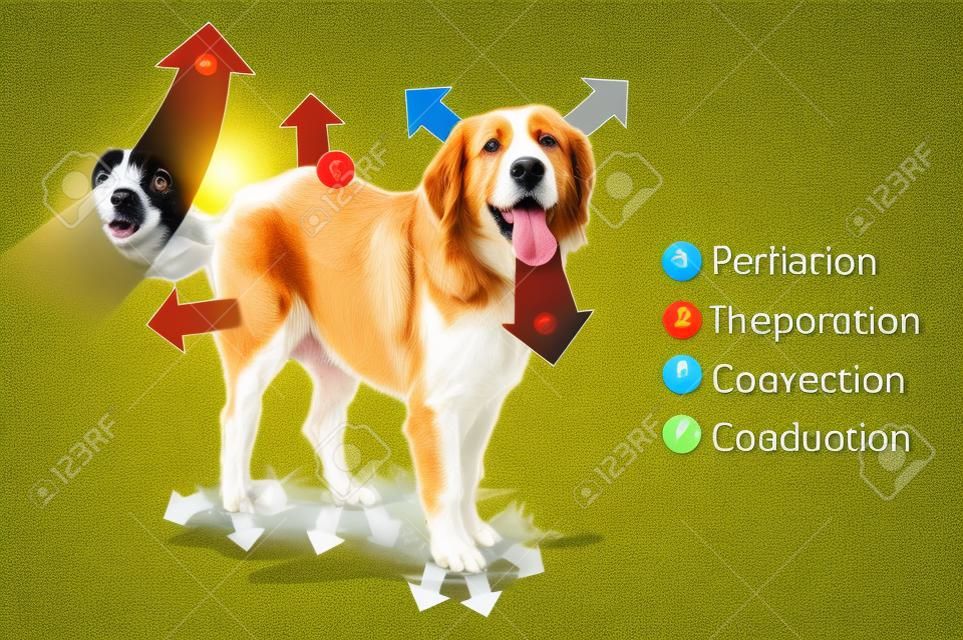 Different ways of heat transfer at the dog.