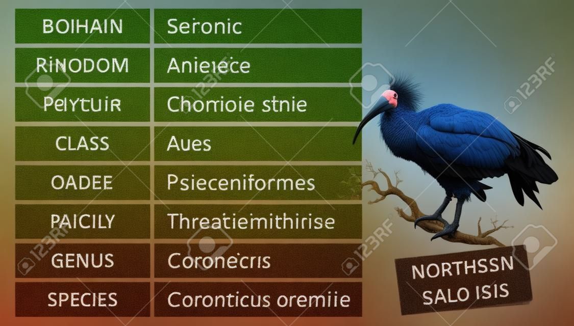 La jerarquía de los principales rangos taxonómicos de la clasificación biológica. Clasificación de organismos en categorías sistémicas, ejemplo de Northern Bald Ibis.