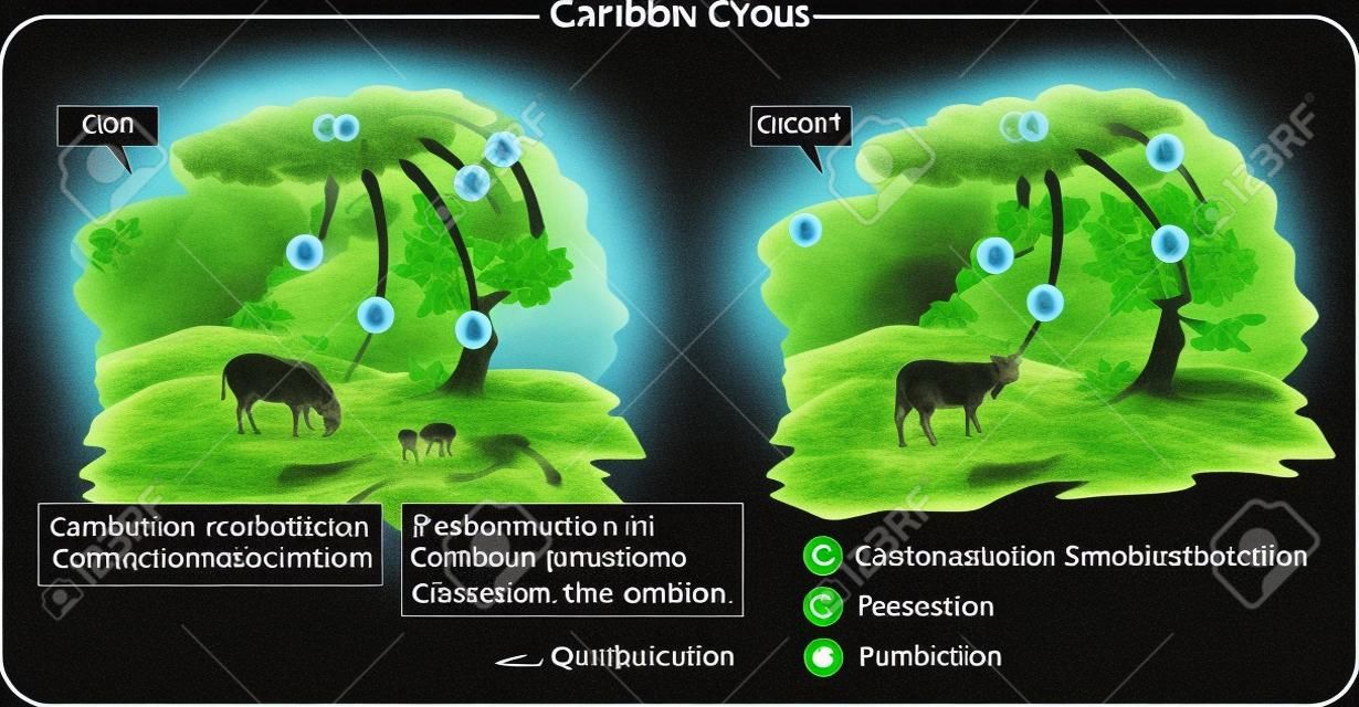 Circulação de carbono. Processos de vida no ciclo de carbono: fotossíntese, respiração, combustão.