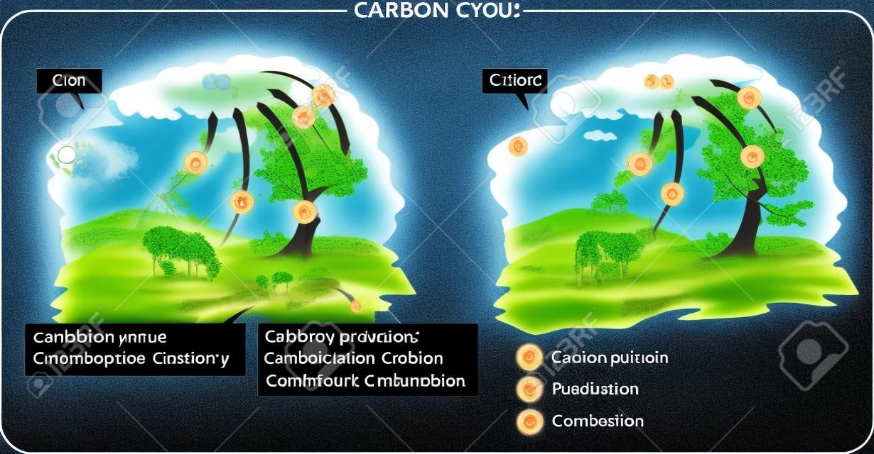 Circulação de carbono. Processos de vida no ciclo de carbono: fotossíntese, respiração, combustão.