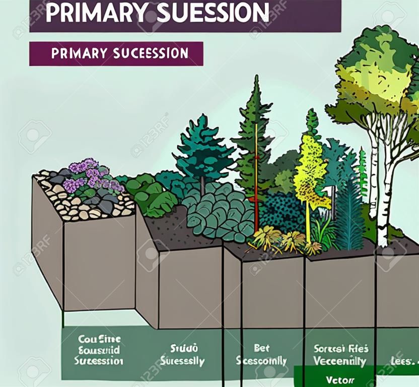 Vector illustration - infographic - of primary succession, step by step - ecological succession that begins in essentially lifeless areas.