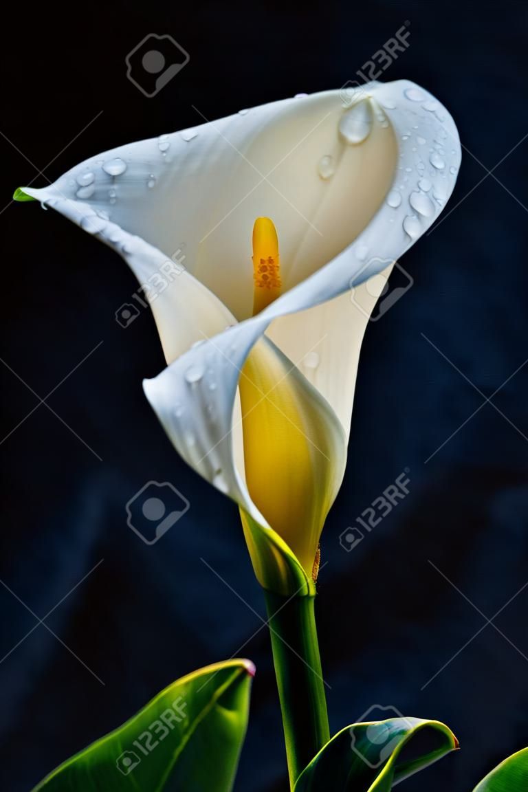 Calla Lily (Zantedeschia aethiopica) isolato su uno sfondo scuro.
