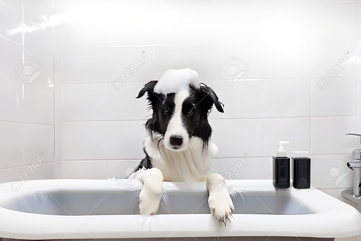 Funny indoor portrait of puppy dog border collie sitting in bath gets bubble bath showering with shampoo. Cute little dog wet in bathtub in grooming salon. Clean dog with funny foam soap on head