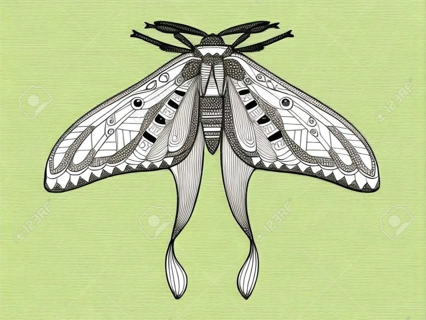 Vector moth of hand drawn insects illustrations. Abstract butterfly coloring book.