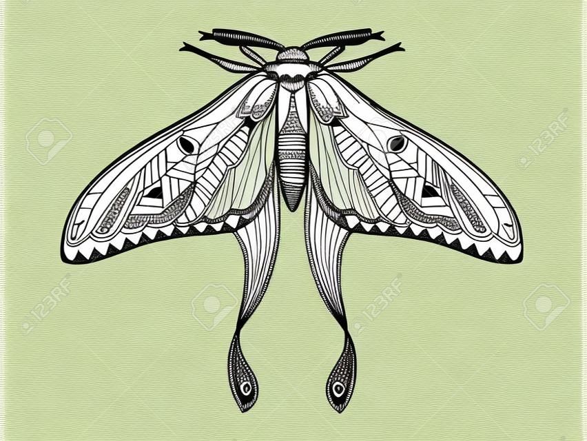 Vector moth of hand drawn insects illustrations. Abstract butterfly coloring book.