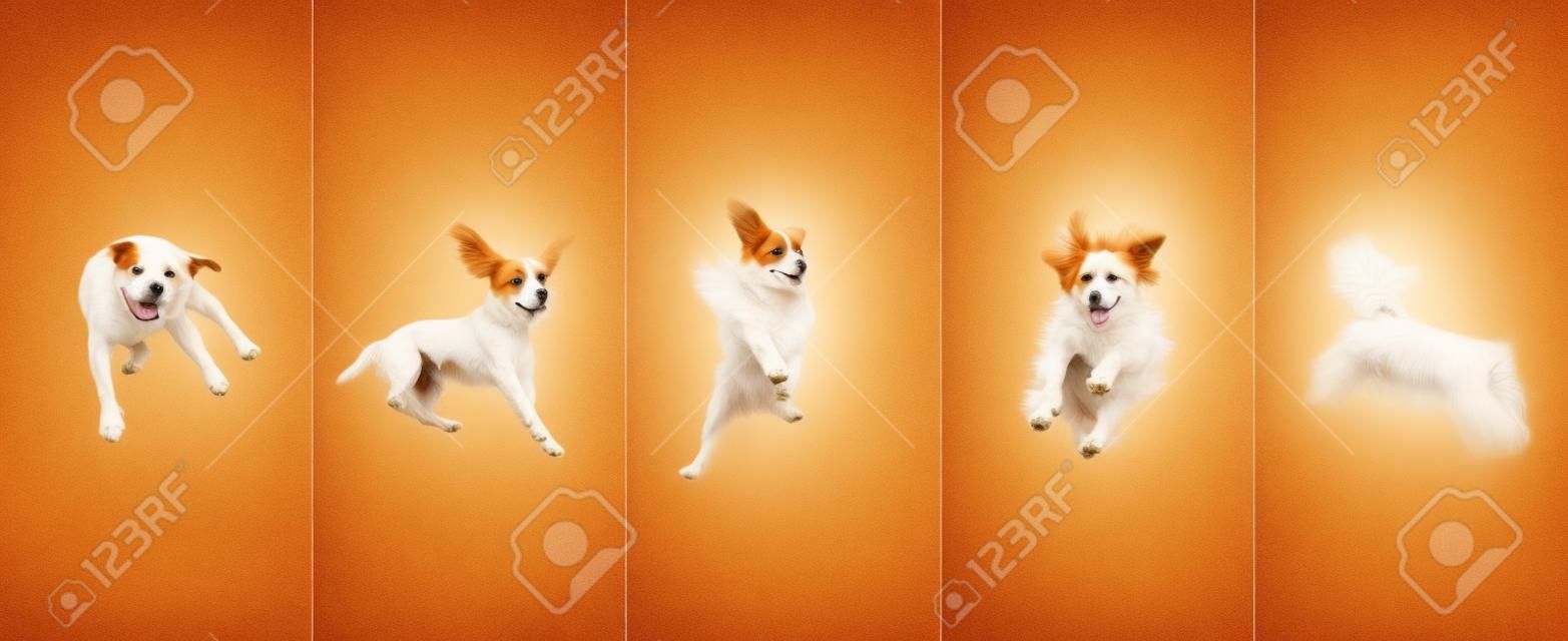 Beautiful purebred dogs jumping isolated over gradient background.