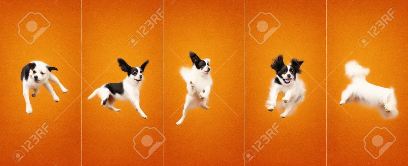 Beautiful purebred dogs jumping isolated over gradient background.