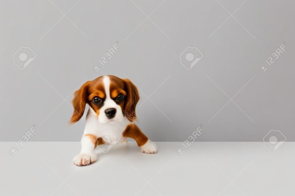 Portrait de chien mignon de cavalier king charles spaniel isolé sur fond blanc studio grands yeux concept de mouvement beauté vétérinaire race animaux de compagnie vie animale espace de copie pour annonce