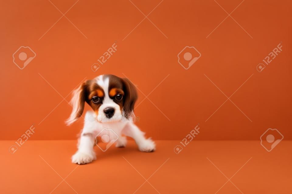 Portrait de chien mignon de cavalier king charles spaniel isolé sur fond blanc studio grands yeux concept de mouvement beauté vétérinaire race animaux de compagnie vie animale espace de copie pour annonce
