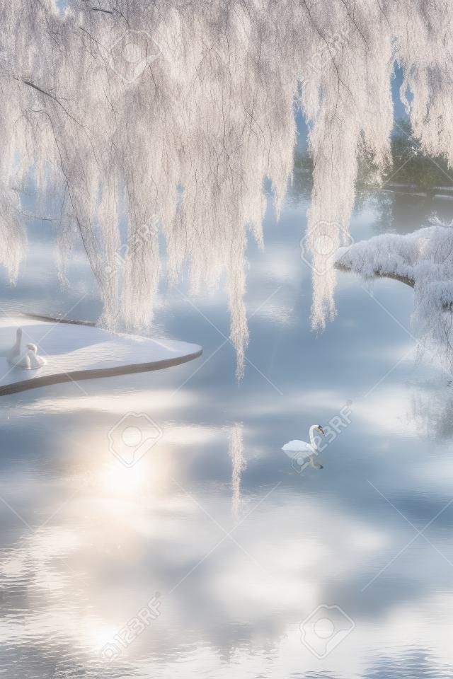 Beyaz kuğu, bir ağlayan söğüt ağacının yansımaları ortasında bir park gölette yüzer.