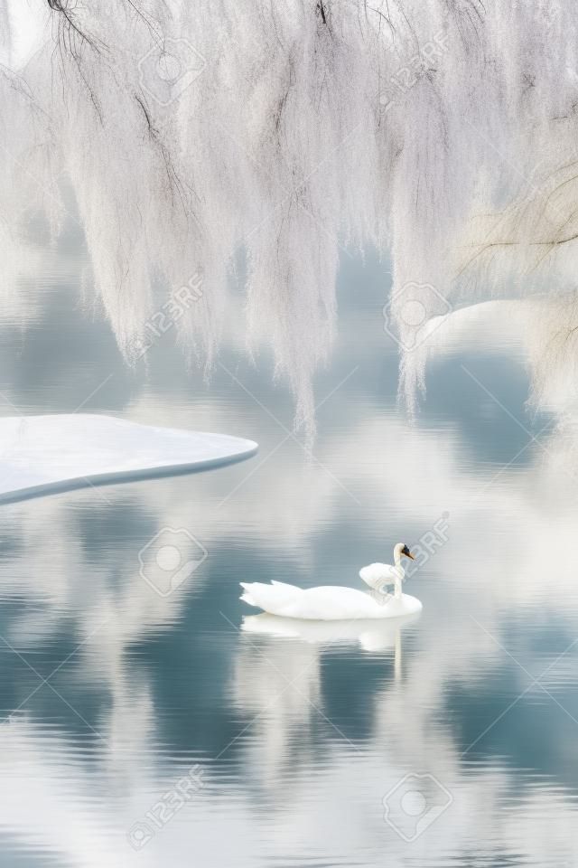 Beyaz kuğu, bir ağlayan söğüt ağacının yansımaları ortasında bir park gölette yüzer.