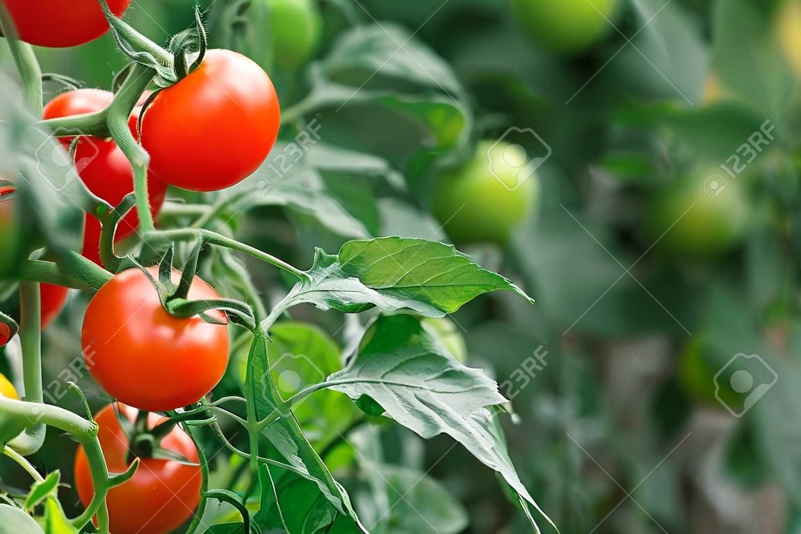 La récolte des tomates en serre à l'automne. Légumes rouges et verts.