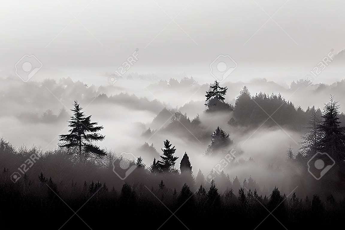 Abstract black and white landscape with fog in the forest. Digital illustration