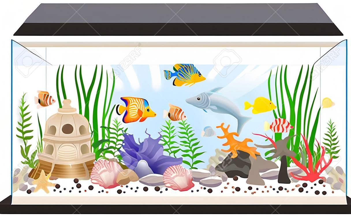 수족관 탱크 만화 벡터 일러스트 수영 이국적인 민물 물고기 조개 해초 장비 및 액세서리