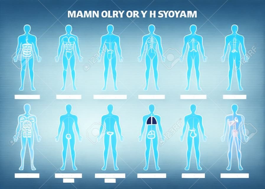 Principales 12 sistemas de órganos del cuerpo humano anatomía educativa plana fisiología vista frontal posterior flashcards poster ilustración vectorial