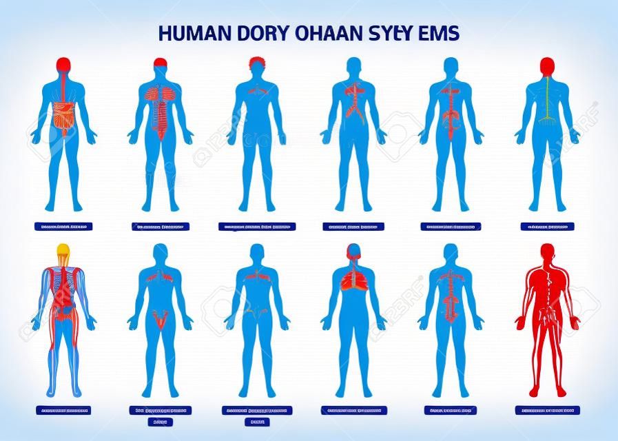 Fő 12 emberi test szervrendszer lapos oktatási anatómia fiziológia elölről hátulról kártyákat poszter vektoros illusztráció