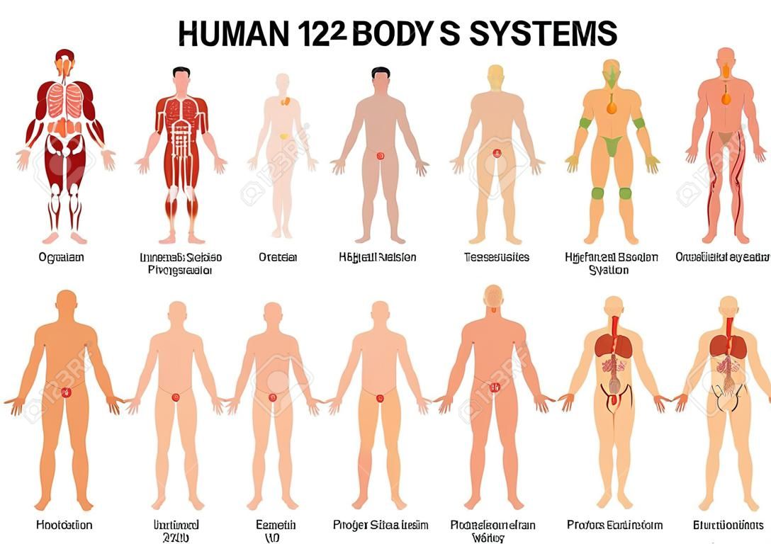 주요 12 인체 장기 시스템 평평한 교육 해부학 생리학 전면 후면보기 flashcards 포스터 벡터 일러스트 레이션